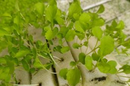 Mút xốp ươm hạt thủy canh